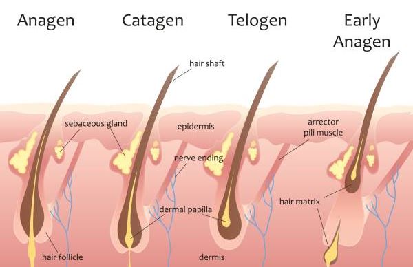 The Science Behind Hair Growth Cycles: Maximizing Hair Growth