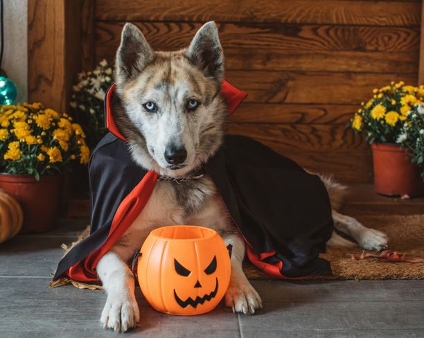 Pet Halloween Costumes: Trendy Outfits for a Spooky Celebration