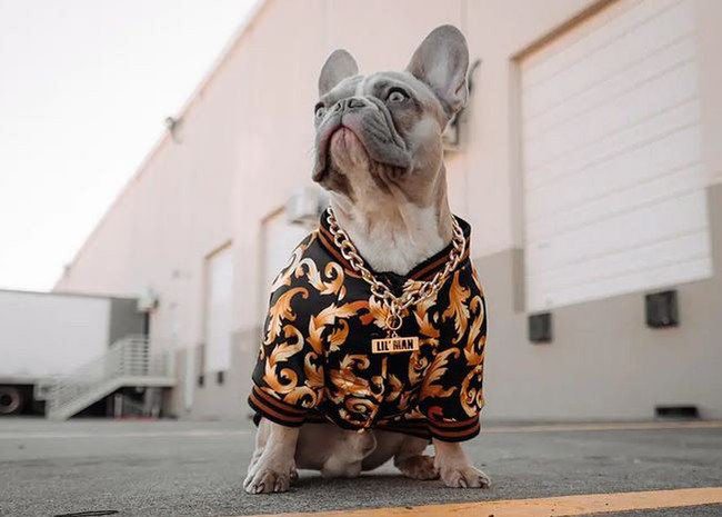Pet Fashion Trends: Stylish Looks for Your Furry Friends