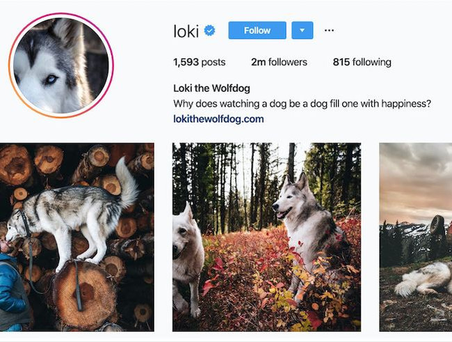 The Rise of Pet Fashion Influencers: Instagram's Fashionable Pets