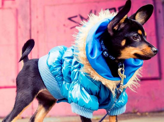  How to Dress Your Dog in Style: Tips for Pet Fashion